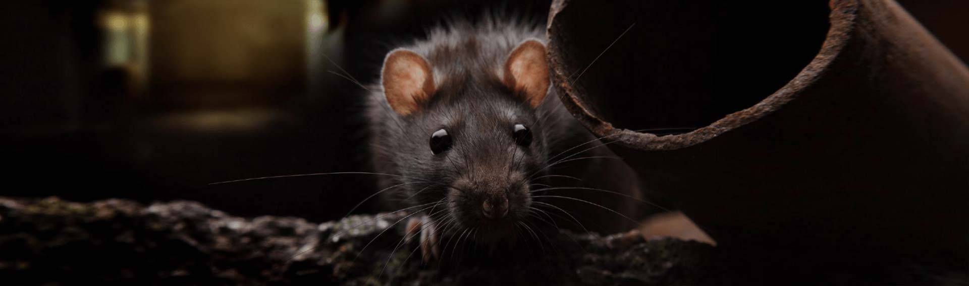 Mice Infestation Durban