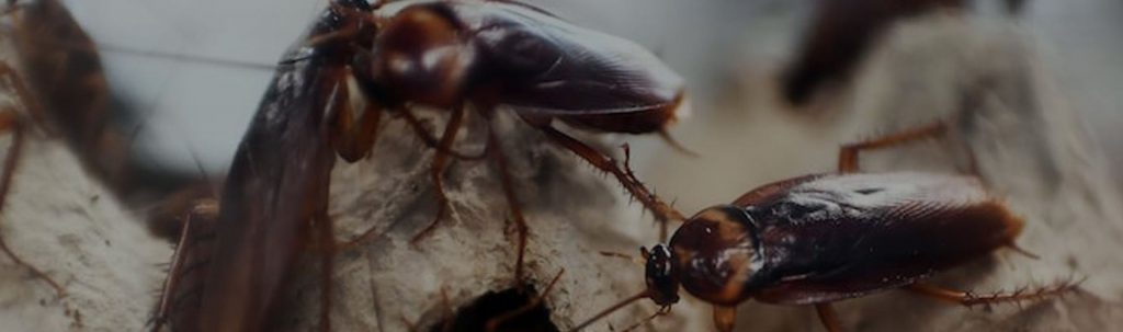 cockroach-problem-middelburg