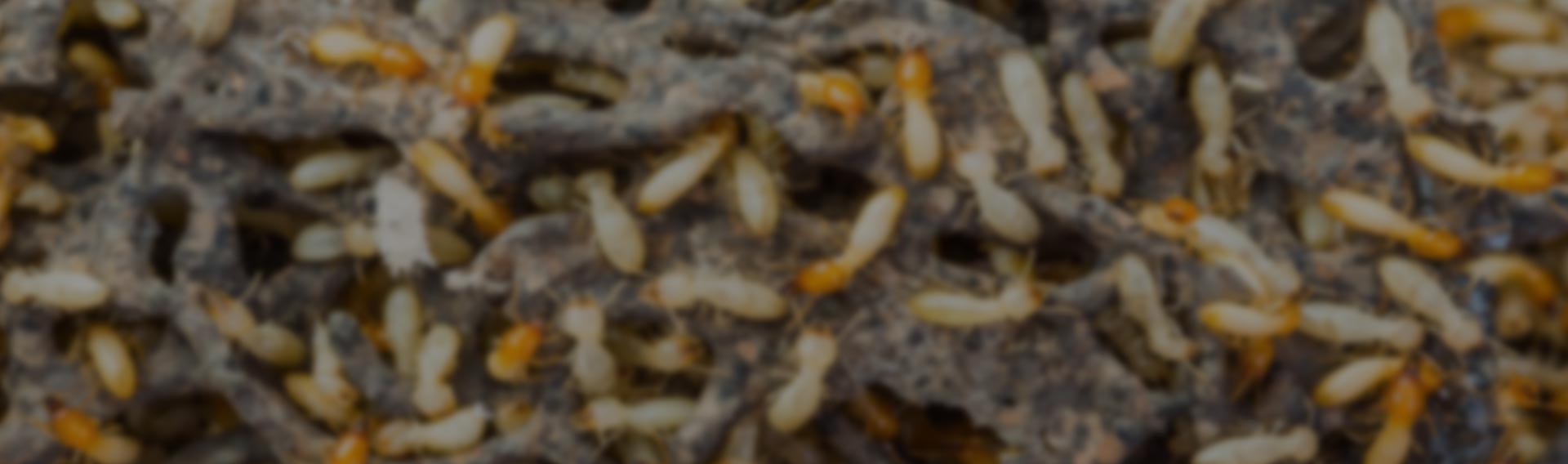 Highveld pest-termites