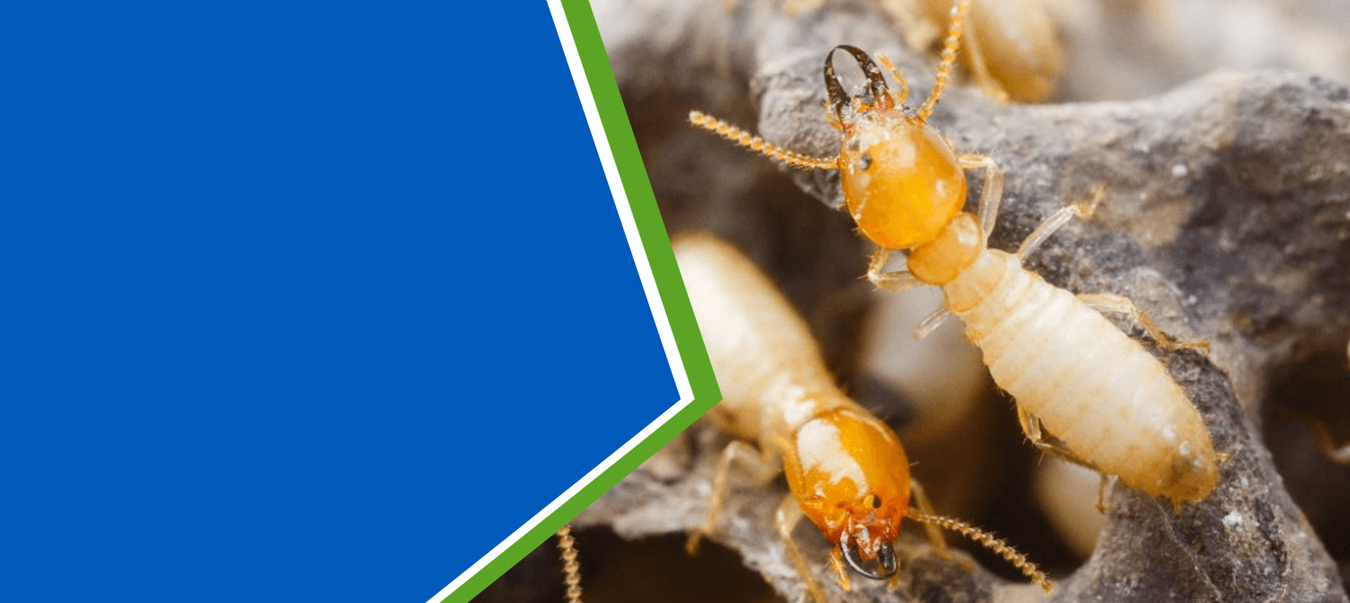 highveld-pest-termites